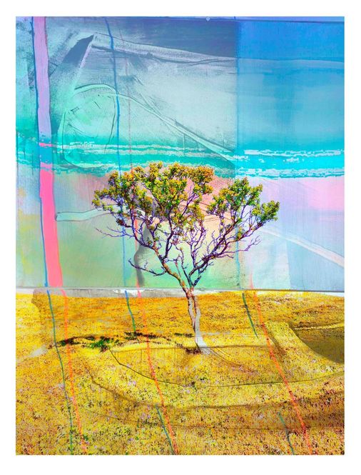 Hovedbilde The Tree On the Hill 8/250