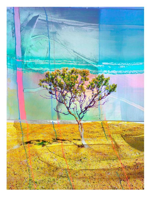 The Tree On the Hill 8/250