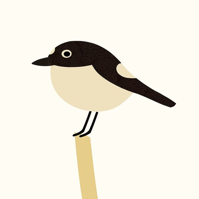 Hovedbilde Fluesnapper 13/100