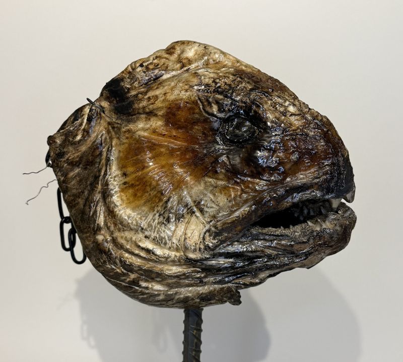 Steinbit, ekstra stor